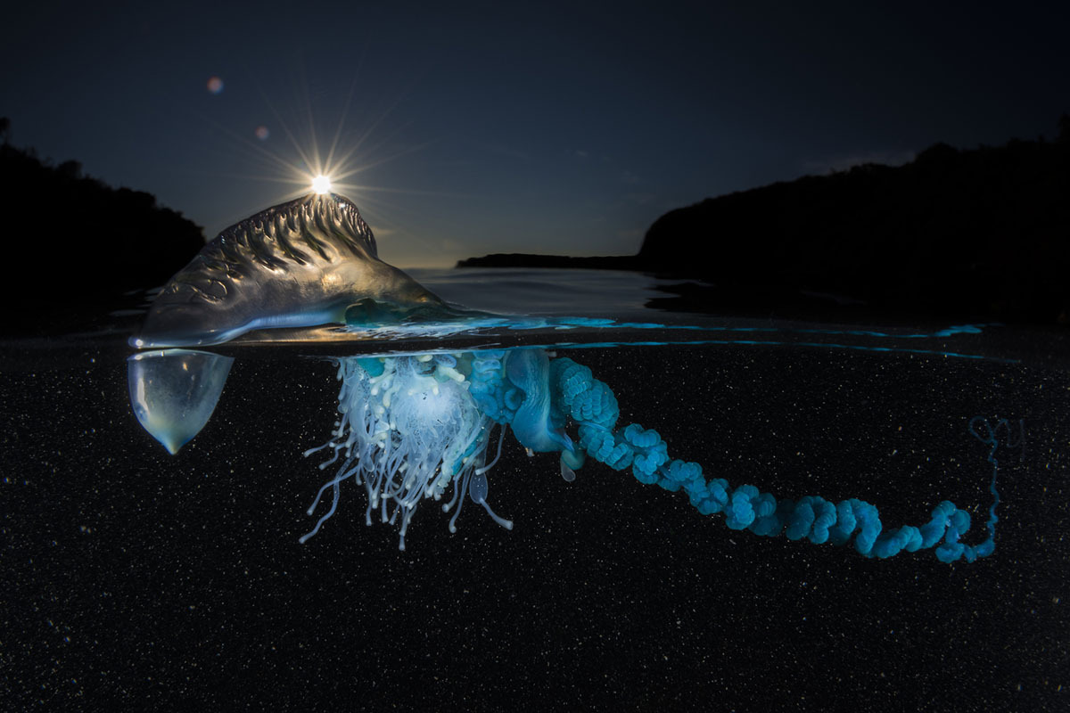 jellyfish award winning photography by matthew smith