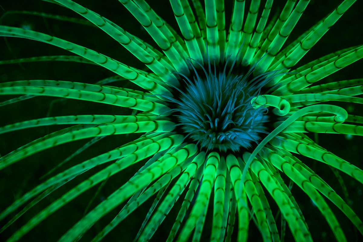 underwater anemone award winning photography by jim obester