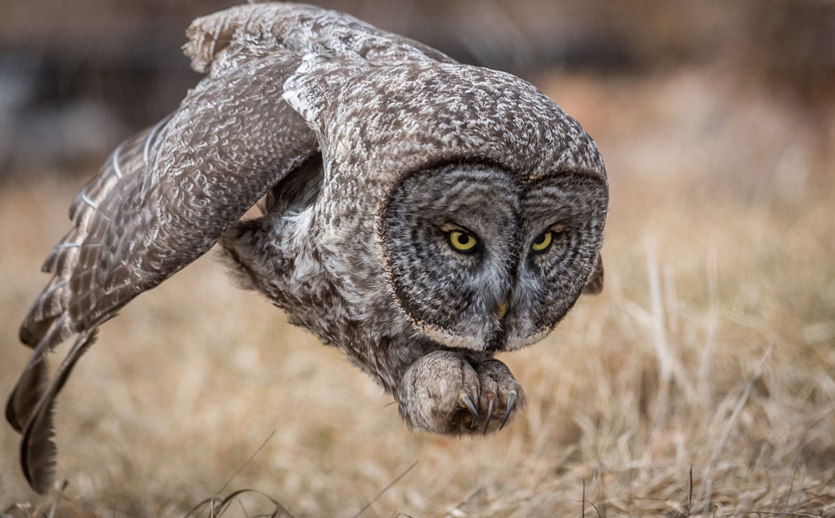 grey owl award winning photography by harry collins