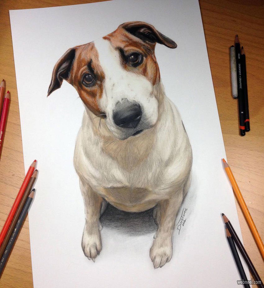 dog color pencil drawing