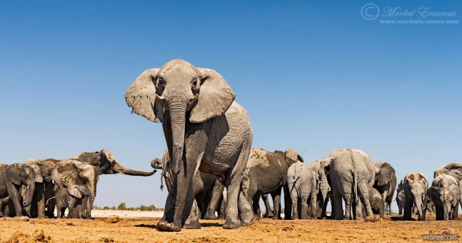 wildlife photography elephant herd by morkel erasmus