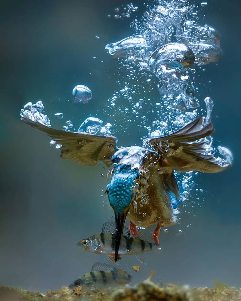 bird photography king fisher fishing underwater by jaaplabrijn
