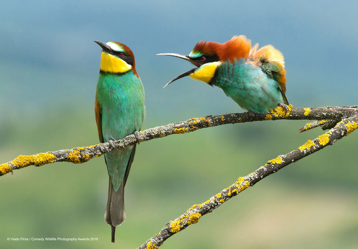 bird photography by vlado priso