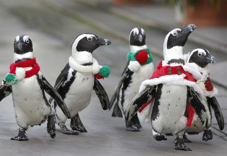 penguins on the march