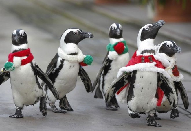 penguins on the march
