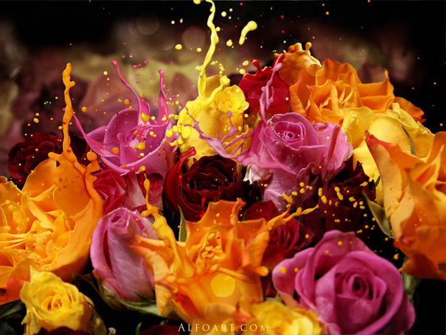 Photo manipulation   Rose and paint spilling