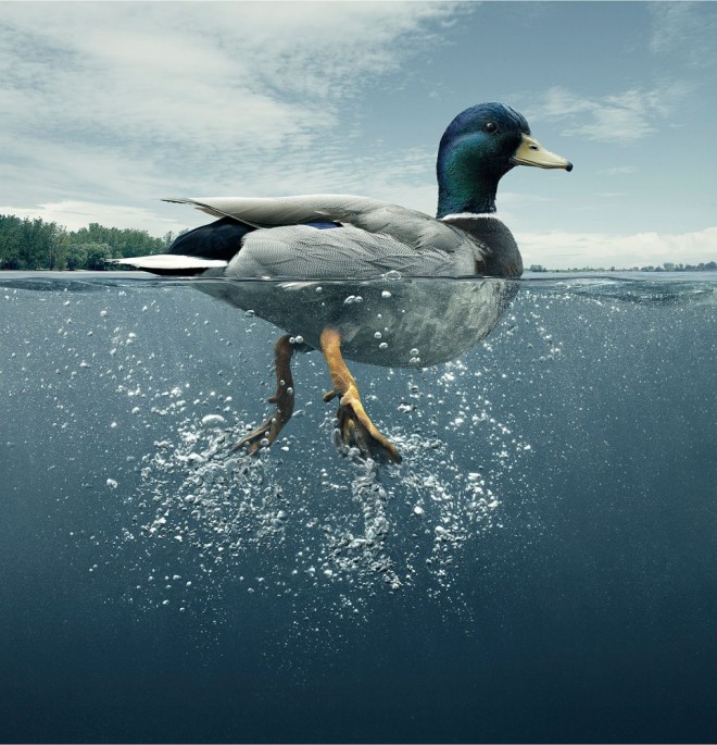 duck swimming photography