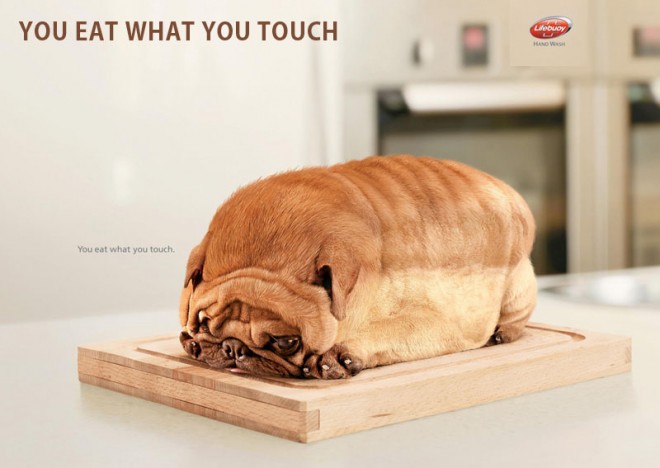 you eat what you touch lifebuoy dog toast