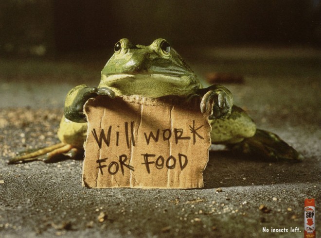 will work for food frog