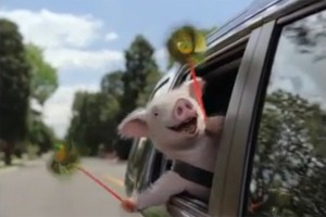 geico:piggy - tv commercial