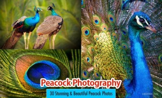 Peacock Photos