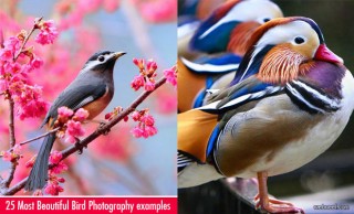 Bird photography