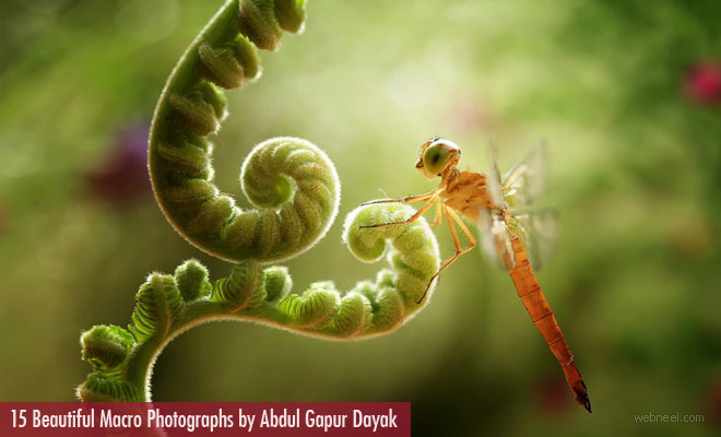 15 Beautiful Macro Photographs by famous Indonesian photographer Abdul Gapur Dayak
