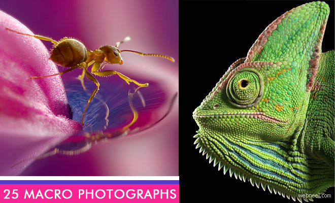 24 Beautiful Macro Photography examples and ideas