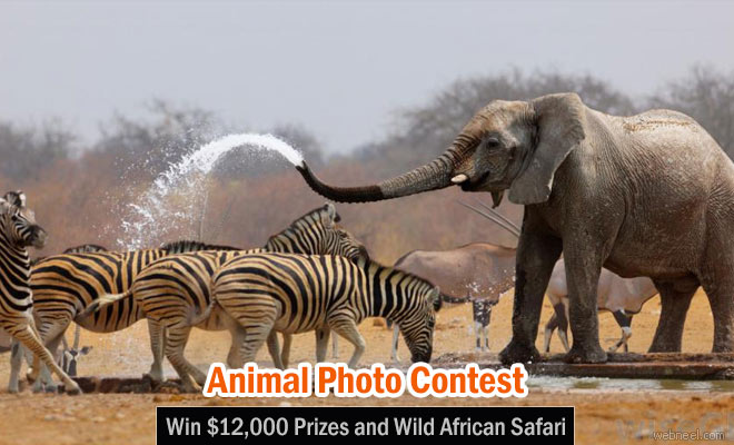 Animal Behaviour Photo Contest 2016 - Win $12,000 | 31 Dec 2016