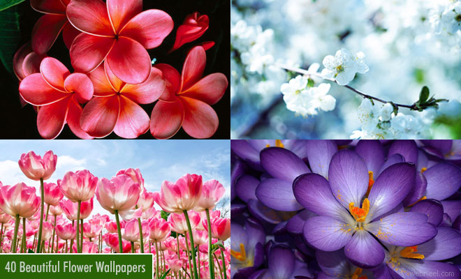 beautiful wallpapers of flowers for desktop