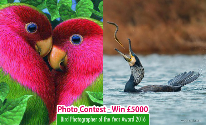 Bird Photographer of the Year Award 2016 - Participate and win £5,000