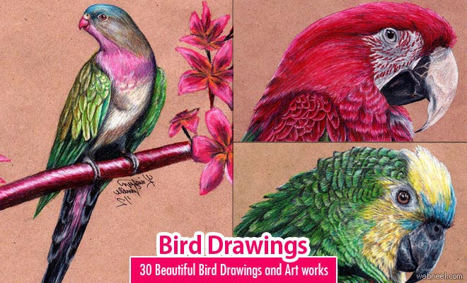 Bird drawing Vectors & Illustrations for Free Download | Freepik