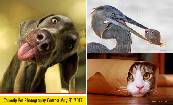 Comedy Pet Photography Competition - May 31 2017