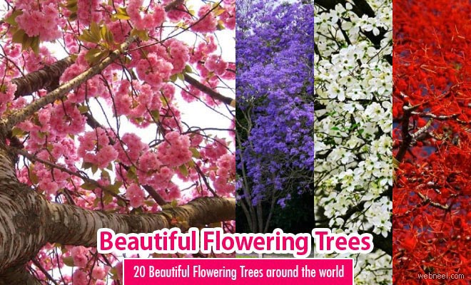 20 Most Beautiful Flowering Trees around the world