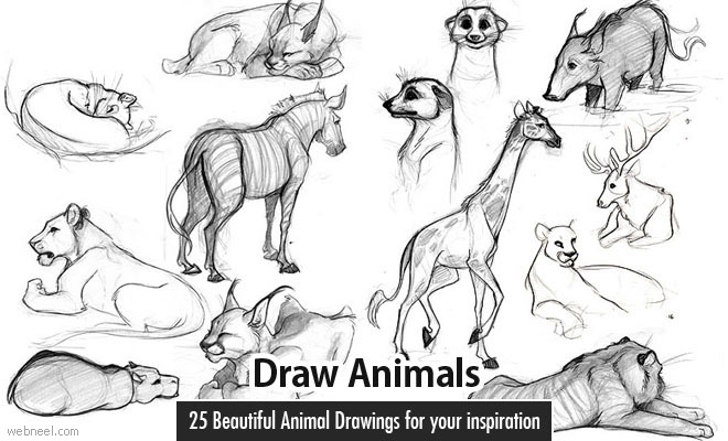 25 Beautiful Animal Drawings for your inspiration - How to Draw Animals