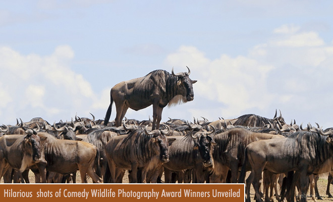 Hilarious and most fascinating shots of Comedy Wildlife Photography Award Winners Unveiled