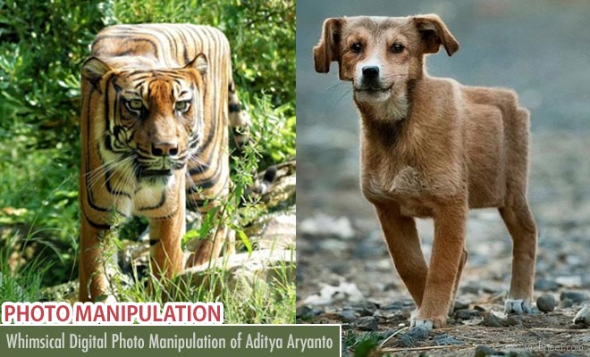 Photoshop Manipulation works by Aditya Aryanto - Funny animal cubism