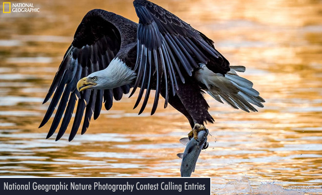  2017 Nature Photographer by National Geographic Open for Entries Till Nov 17