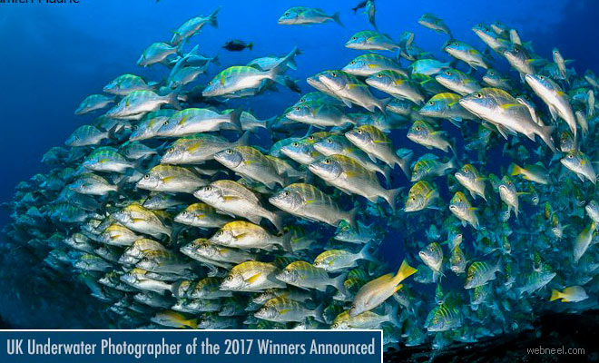 Underwater Photographer of the Year 2017 - See Best Award Winning Photos