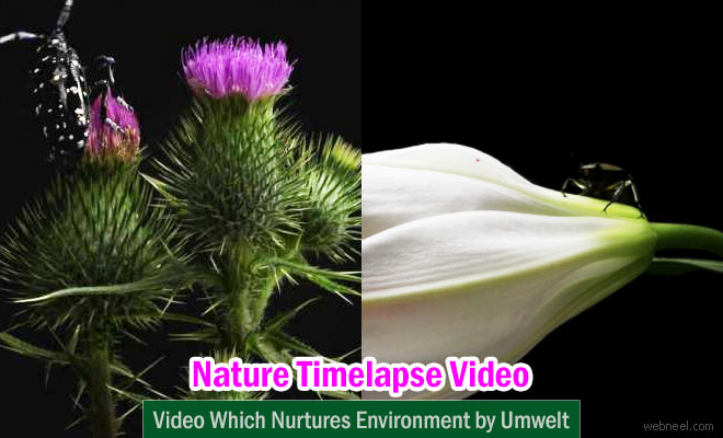 Beautiful Time Lapse Photography video which nurtures environment - Umwelt