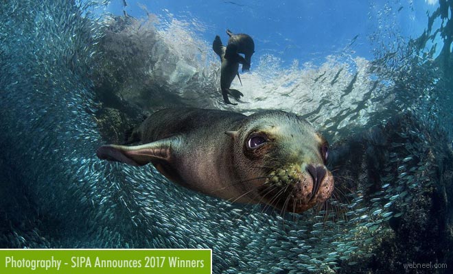 Winners Declared for the 2017 Sienna International Photography Awards