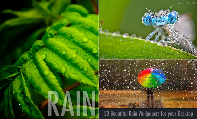 50 Beautiful Rain Wallpapers for your desktop mobile and tablet - HD