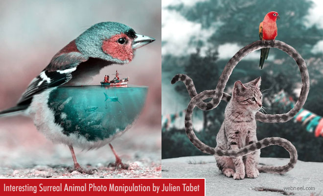 Surreal Animal Photo Manipulation by French Artist Julien Tabet