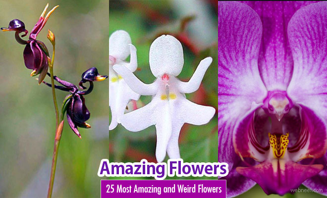 25 Most Amazing and Weird Flowers from around the world
