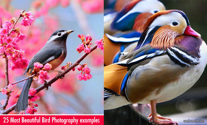 25 Best Bird Photography examples - best Collection images