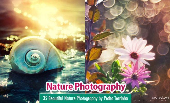 35 Beautiful Nature Photography by Pedro Terrinha - Colorful Showcase