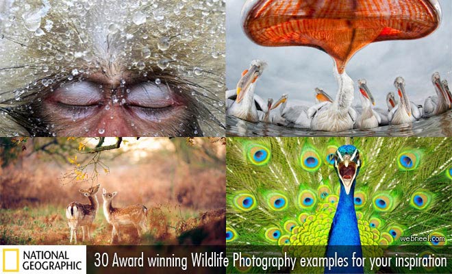 30 Award Winning Wild life Photography examples for your inspiration