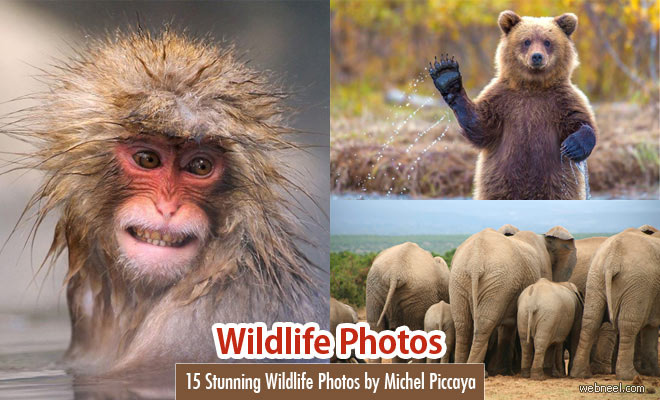 25 Best Award Winning Wildlife Photography examples around the world - Part 9