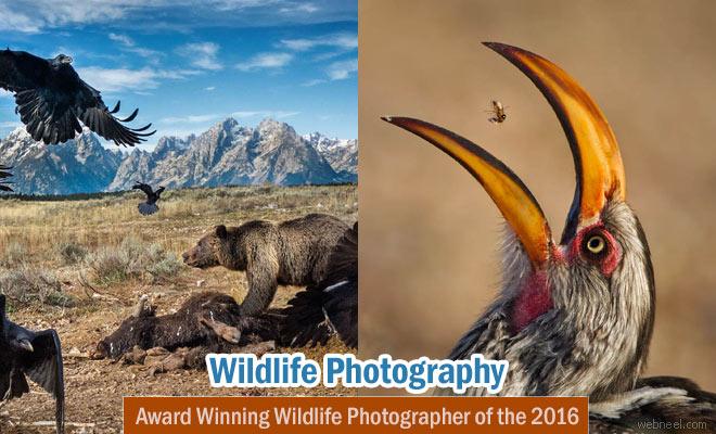 Award Winning Wildlife Photographer of the Year 2016 by Natural History Museum