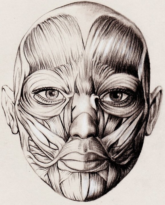 best anatomy study drawing