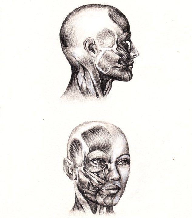 25 Anatomy Study Drawings By Veri Apriyatno - Tutorial For Beginners