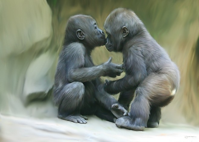 affection of baby gorillas