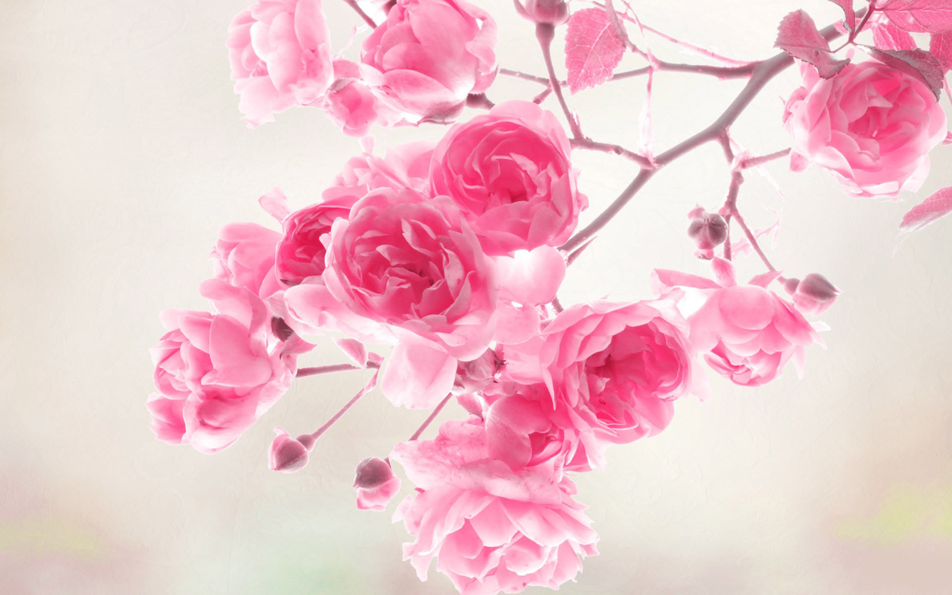 40 Beautiful Flower Wallpapers for your