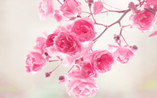 flowers, pink, bloom, bush, wild flower 4k Wallpaper 4K