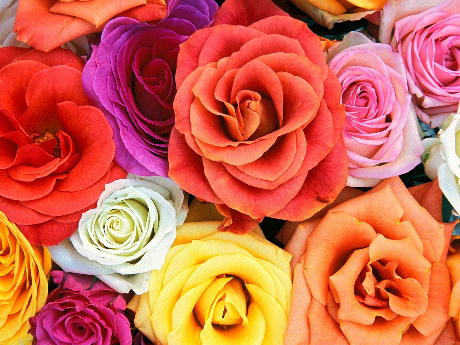 25 Beautiful Flower Wallpapers for your desktop - Flower Pictures