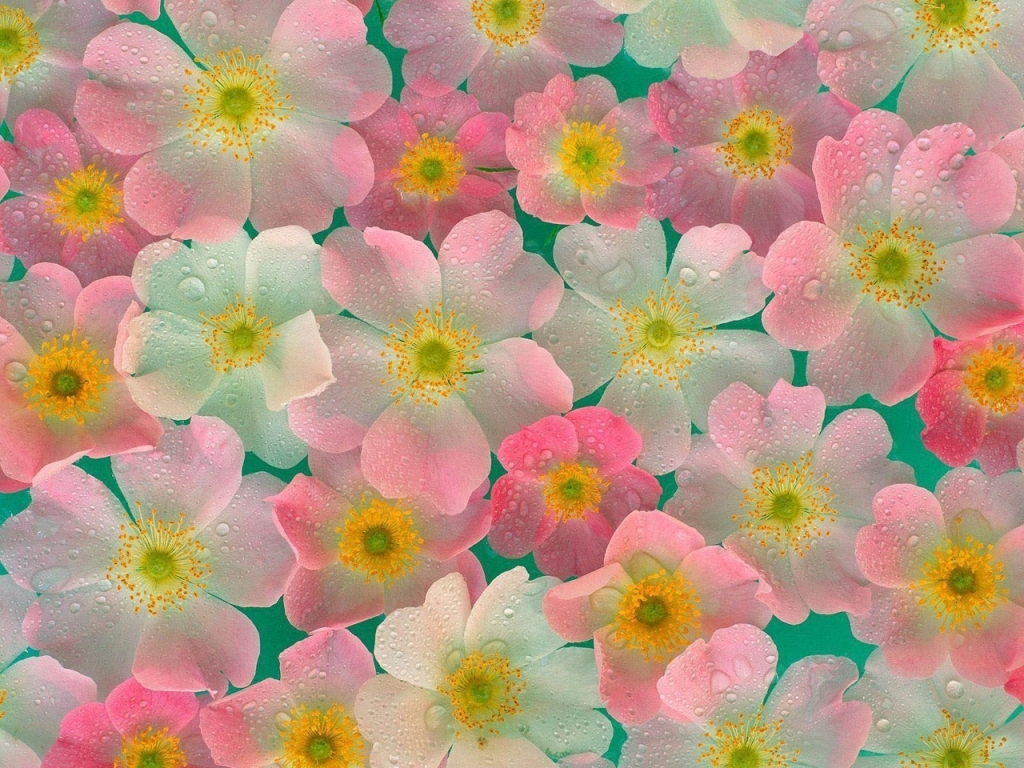 flower wallpaper 28 - 1024 x 800