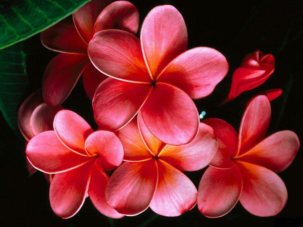 15900 Flowers HD Wallpapers and Backgrounds