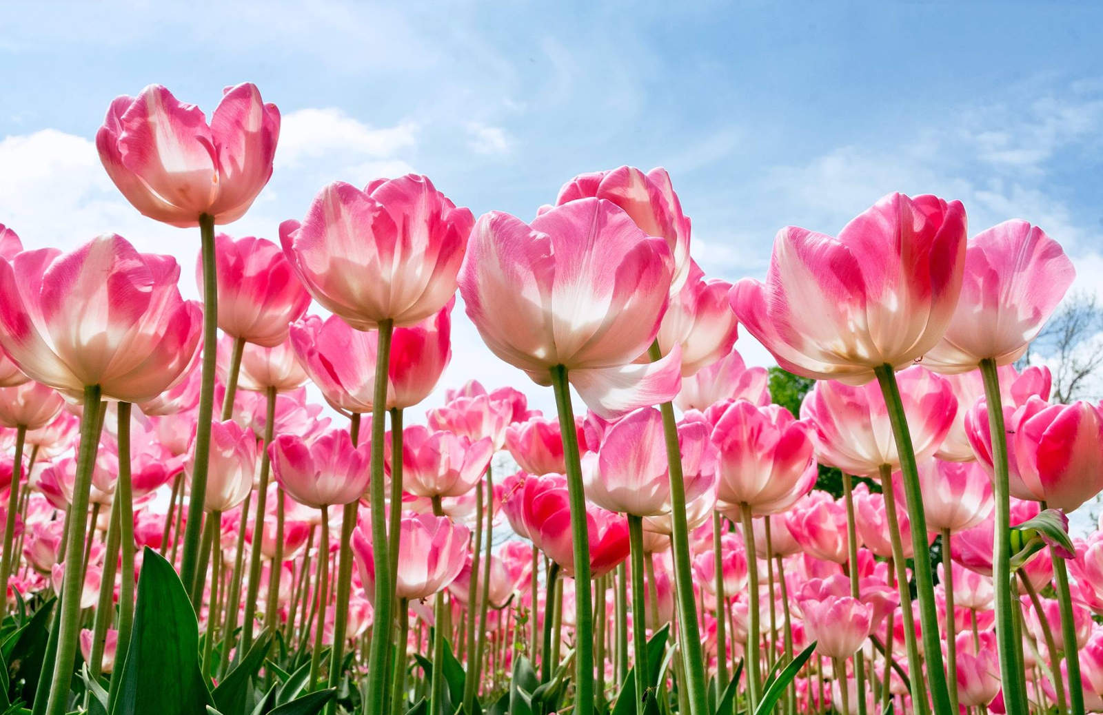 40 Beautiful Flower Wallpapers For Your Desktop Mobile And Tablet HD 