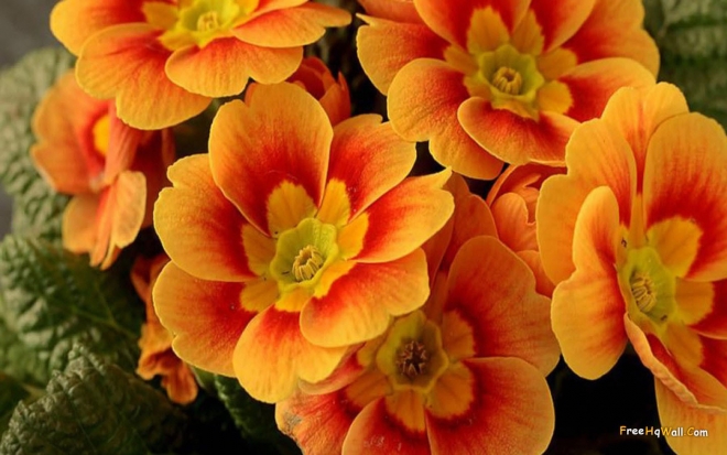 beautiful orange flowers wallpaper
