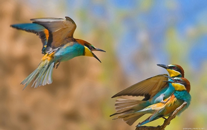 birds playing wallpaper